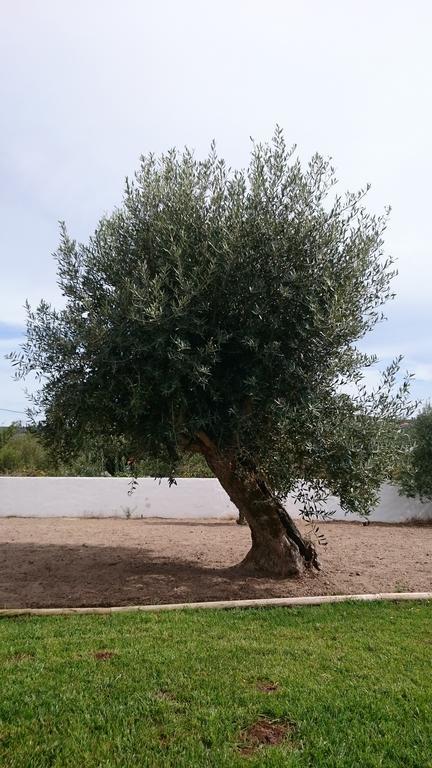 Casa Das Oliveiras Alvados Bilik gambar